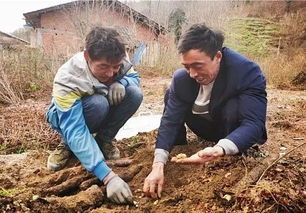 乌天麻种植技术揭秘：如何打造高效益的药用菌菇王国？