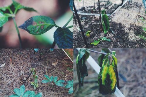 名贵中草药种植技术揭秘：如何培育珍稀药材，守护中医瑰宝？