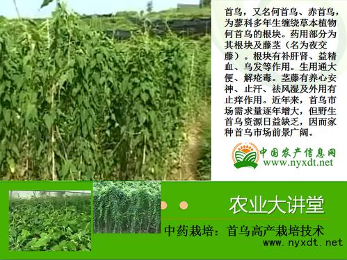 《揭秘首乌种植技术：古老植物的现代栽培奥秘》