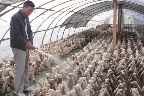 大棚食用菌种植技术革新：揭秘高效益的秘密武器