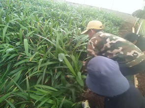 白芨种植管理：揭秘高效益的秘密武器