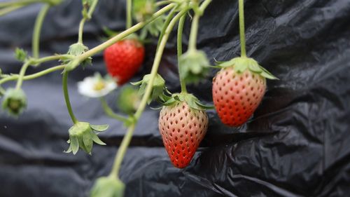 《草莓种植：揭秘高效收获的秘密武器》