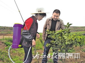 揭秘中药枳壳种子种植技术：如何提高枳壳产量与品质？