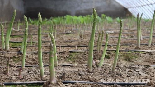 春季芦笋种植攻略：揭秘高效种植技术，助您一季丰收！