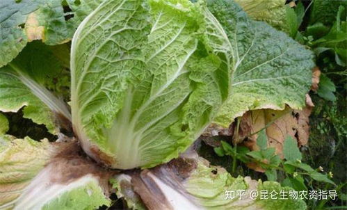 秋白菜种植攻略：从选种到防治，专家揭秘高效种植秘诀