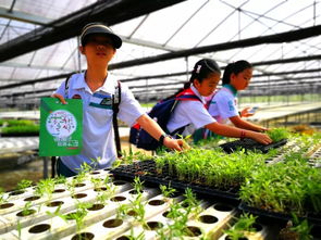 《农业种植技术新篇章：开启高效益农业的智慧之旅》