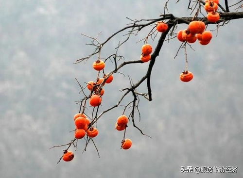 太丘柿树种植：揭秘高效益的绿色致富之路