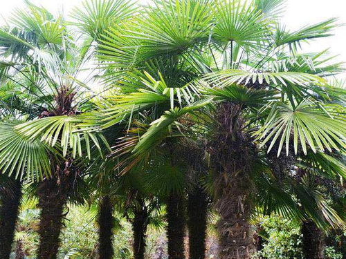 《油棕树种植：迈向高效、环保的新篇章》