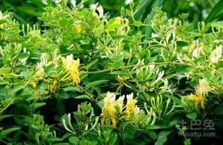金银花种植技术全解析：如何培育高品质金银花？