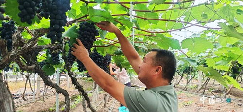 揭秘葡萄种植技术：如何培育出高品质的葡萄？