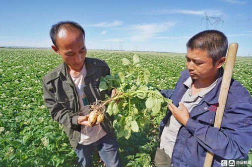内蒙古马铃薯种植技术革新：探寻绿色增产之道