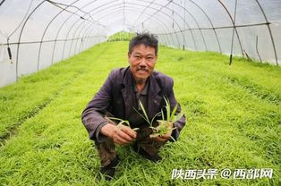 揭秘白芨种植技术：如何让农民收益翻倍？
