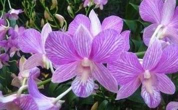 《揭秘纯色万代兰种植秘籍：如何培育出高颜值的花朵？》