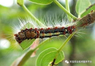 莲雾种植，掌握这些关键技术，让果实甜如蜜！
