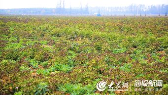 牡丹苗种植技术揭秘：如何培育出盛开的富贵花？