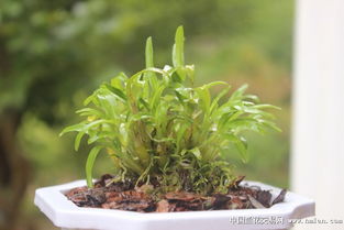 《霍山米斛种植：揭秘珍稀兰花的绿色革命之路》