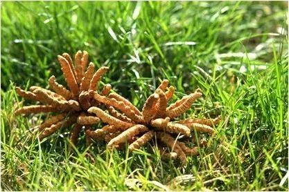 《人工冬虫夏草种植技术革新：未来农业的绿色希望？》