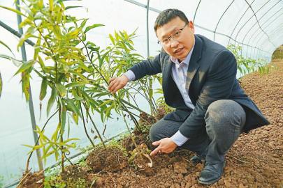 《黄精种植：揭秘高效益的生态农业新模式》
