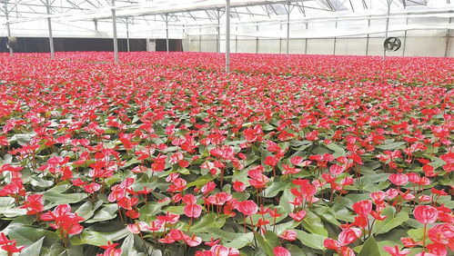 绿色革命新篇章——揭秘2025花卉种植技术革新