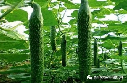 《黄瓜种植技术网：揭秘高效黄瓜种植秘诀，助您增产增收！》
