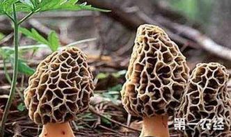 羊肚菌种植新篇章：揭秘自然界的“白金”如何走进千家万户