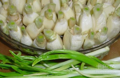 春季蒜苗种植攻略：如何种出高产优质蒜苗？