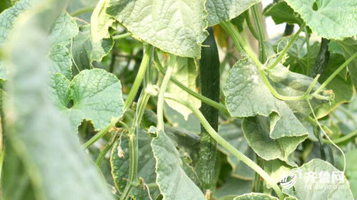 黄瓜种植新篇章：揭秘高效种植技术与指导
