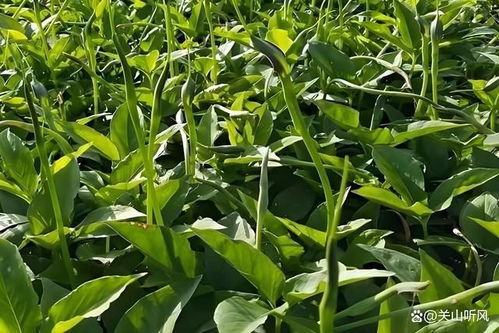 半夏种植与管理：揭秘高效益的秘密武器