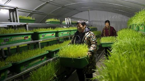 揭秘黄韭种植奥秘：高效益的绿色农业新宠