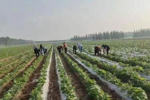 牛蒡种植技术揭秘：如何提高产量与品质？