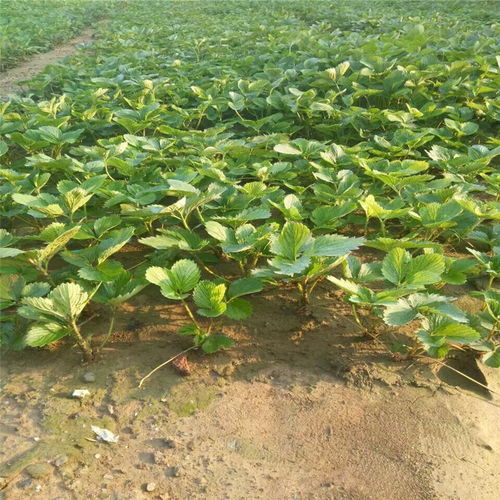 北方露地草莓种植技术解析：揭秘高效丰收的秘密武器