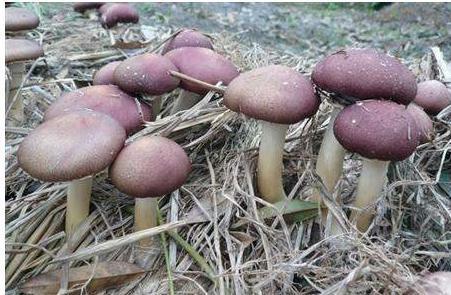 《探索北方蘑菇种植的奥秘：技术革新与市场前景分析》