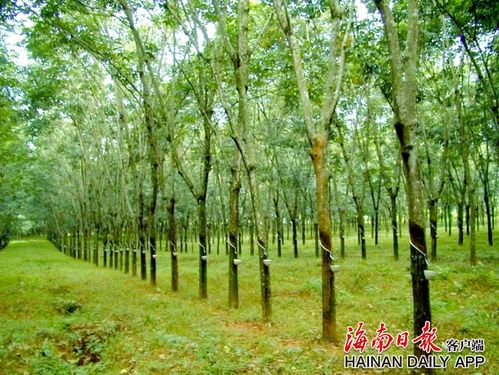 《橡胶树种植：揭秘热带经济作物的黄金之路——技术篇》