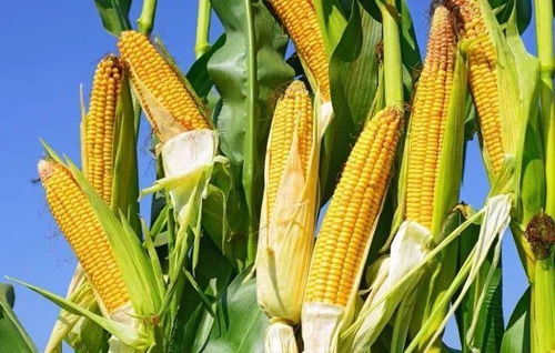 玉米种植技术革新，推动农业现代化步伐