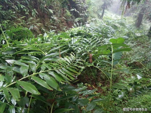 黄精种植：揭秘绿色黄金的培育奥秘与市场价值