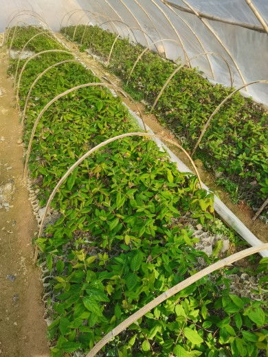 金银花树苗种植技术全攻略：绿色致富之路，你准备好了吗？