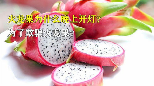 《火龙果种植技术革新：暖灯照亮高效农业新未来》