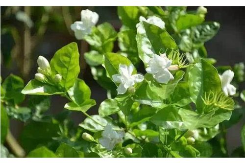 揭秘茉莉种植的艺术：如何在自然中绽放花香？