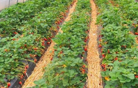 《破解反季谜题：揭秘反季节草莓种植技术新篇章》