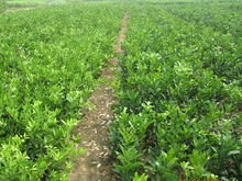破茧成蝶——揭秘中药材种植新技术的绿色革命