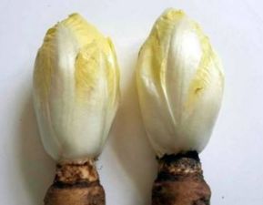菊苣种植，如何从“黄金蔬菜”走向丰收之路？