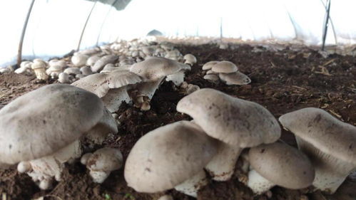 《揭秘河南蘑菇种植技术：如何在这片沃土上“种”出金山银山？》