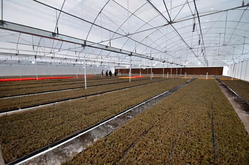 金线莲种植秘籍：揭秘高效种植技术，助力产业升级