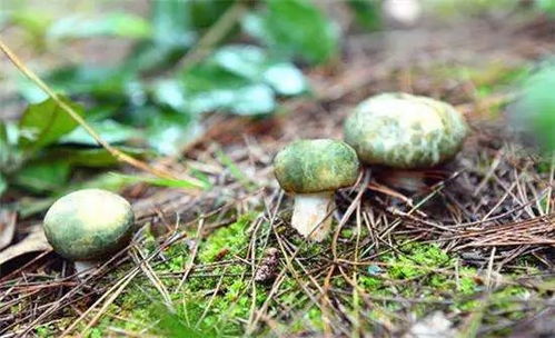 探秘野生菌种植技术：如何让大自然的馈赠走进寻常百姓家？
