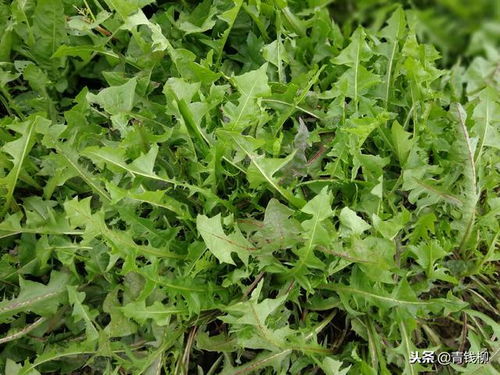 大叶蒲公英种植技术揭秘：如何培育出高品质的“天然药草”