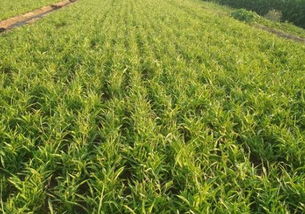 《半夏种植新篇章：揭秘中药材半夏的种植奥秘》