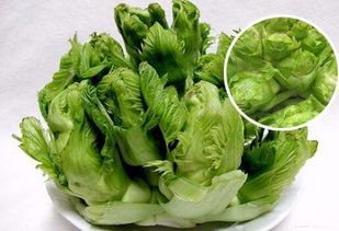 《儿菜种植攻略：如何打造高产量优质儿菜？视频教学带你一窥门径》