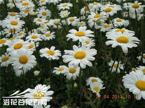 《夜来香种植：揭秘夜间香花养护秘籍，让您的花园夜色生香》