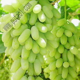 《揭秘白极种植技术：高效益的绿色革命？》