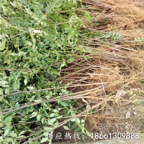 花椒苗种植技术揭秘：如何打造高产高效花椒园？
